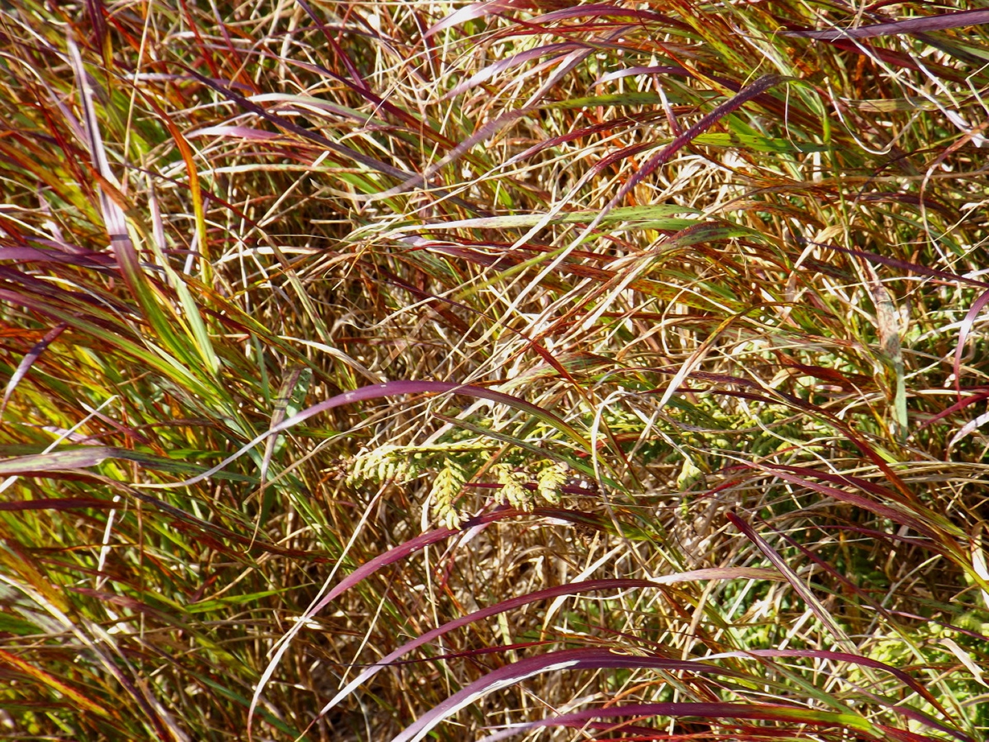 Farbvarianten im Gras